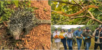 Más de 100 animales silvestres regresan a su hábitat en Meta tras ser rescatados del tráfico ilegal