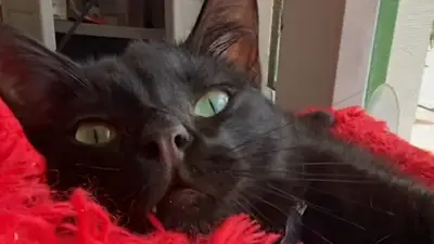 Más de 120 mascotas recuperadas en Bogotá gracias a plataforma digital de la Alcaldía