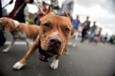 Mujer asaltada y mordida por pitbull durante robo de moto eléctrica en Engativá