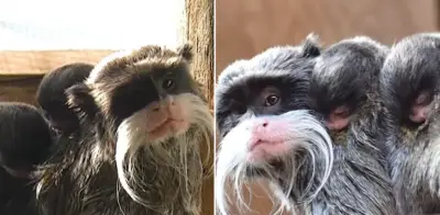 Nacen gemelos de tamarino emperador en zoológico romano, primate amazónico en peligro