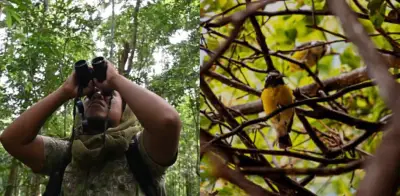 Observación de aves fortalece el cerebro y protege contra el deterioro cognitivo
