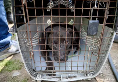 Operativo rescata 12 perros maltratados en finca de Bogotá-La Calera, destapando red de peleas ilegales