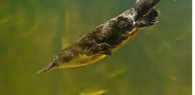 Ornitorrincos revelan nueva rareza: pelo con melanosomas huecos, rasgo antes exclusivo de aves