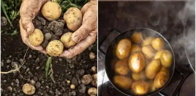 Papas con brotes: cuándo son seguras para comer y cuándo representan peligro para la salud