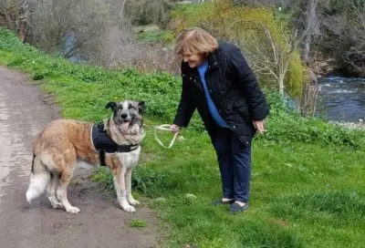 Pastora, una perra mayor con leishmania, encuentra hogar tras años en refugio español