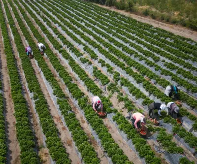 Perú supera a Chile en agroexportaciones con US$14.485 millones en 2025
