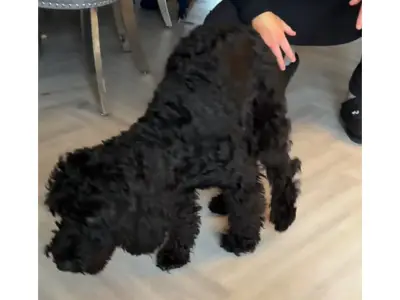 Perrita diagnosticada con 'cojera por simpatía' tras superar malestar estomacal