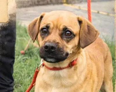 Perrita mestiza busca hogar definitivo en Bogotá tras accidente de su cuidadora