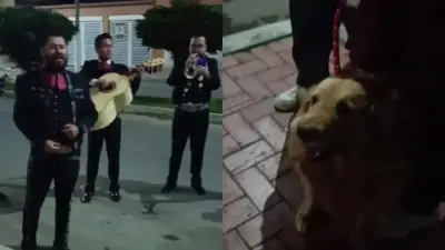 Perrita recibe emotiva serenata antes de su eutanasia en Colombia
