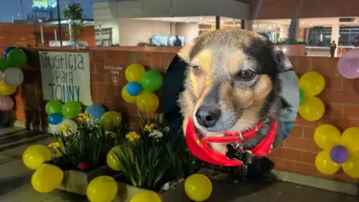 Perro arrojado desde piso 25 en Kennedy: dueño relata horror y exige justicia