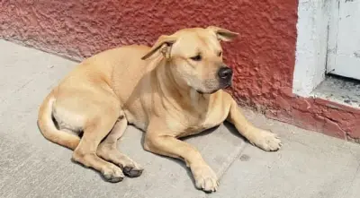 Perro con insuficiencia cardíaca desaparece en Bogotá: familia pide ayuda urgente