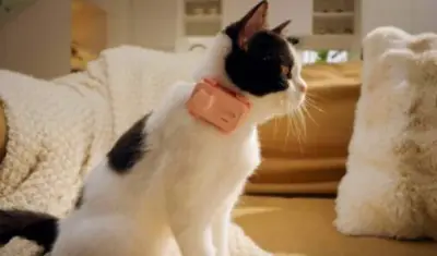 PetPhone: El primer smartphone para mascotas que permite llamadas bidireccionales