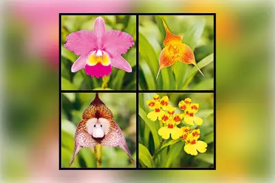 ¿Por qué no florecen las orquídeas? Guía completa con consejos prácticos para su cultivo