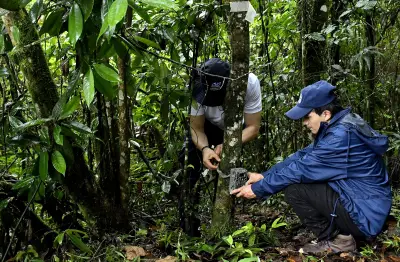 Pumas captados a 30 minutos de Cali evidencian éxito de restauración ambiental en Farallones