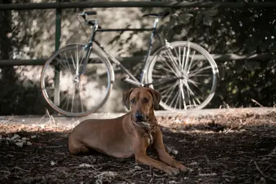 Recomendaciones clave para pasear en bicicleta con perros de forma segura y responsable