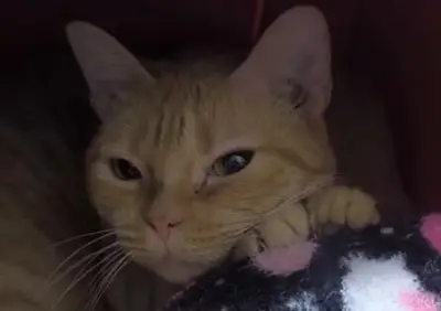 Rocío, la gata rescatada en Medellín que espera una familia tras salvar a sus crías