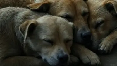 Sabaneta, Antioquia: comunidad denuncia envenenamiento de al menos tres mascotas