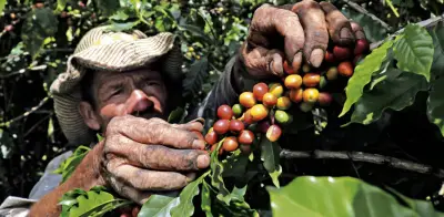 Suiza y sector cafetero lanzan alianza para impulsar café colombiano sostenible con inversión millonaria