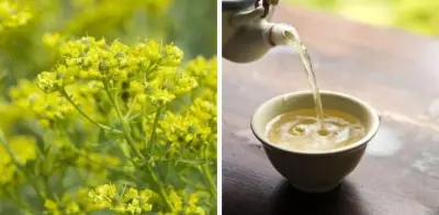 Té de ruda: riesgos de toxicidad y contraindicaciones que ponen en peligro la salud