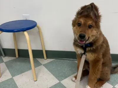 Teddy, el cachorro que superó su miedo a los ladridos y conmovió a miles en redes sociales