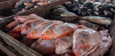Venta de pescado se dispara en Barranquilla por Semana Santa con mojarra como protagonista
