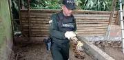 Antioquia intensifica operativos contra tráfico de fauna silvestre durante Semana Santa