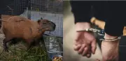 Ataque brutal a capibara en Río de Janeiro: ocho detenidos por agresión con barras de hierro