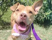 Atenea, una pitbull abandonada en Ubaté, busca hogar responsable tras rescate