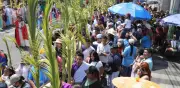 Barranquilla distribuirá 12.000 palmas de areca para reemplazar la palma de cera en Domingo de Ramos