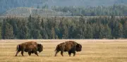 Bisontes europeos regeneran montañas rumanas: biodiversidad aumenta 30%
