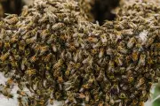 Bogotá: Cómo reportar panales de abejas sin riesgo y salvar a los insectos