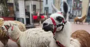 Bogotá lanza campaña contra explotación de llamas y alpacas en Semana Santa