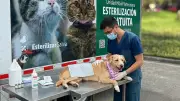 Bogotá lanza maratón de esterilización gratuita para 4.000 mascotas en marzo