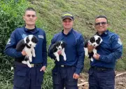 Bomberos de Rionegro incorporan tres cachorros border collie para fortalecer equipo K9 de rescate