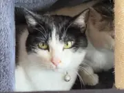 Búsqueda intensiva de gata Crystal en Chía tras escaparse de su nuevo hogar