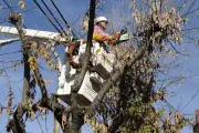 Bucaramanga inicia poda de árboles que afectan cableados eléctricos y de comunicaciones