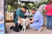 Bucaramanga realizará jornada masiva de adopción de mascotas con esterilizaciones gratuitas