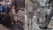 Burro colapsa por exceso de carga en Cartagena: autoridades rescatan tres animales en presunto maltrato