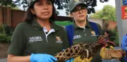 Cali: decomisan armadillo ahumado y rescatan cangrejos azules en operativo contra tráfico de fauna