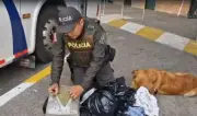 Canino 'Yordi' descubre cargamento de drogas valorado en $34 millones en terminal de San Gil