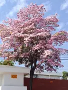 Cartagena se viste de rosa: el florecimiento de robles rosados transforma el paisaje urbano