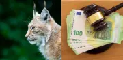 Cazador español condenado a pagar 420 millones de pesos por muerte de lince ibérico protegido