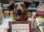 Chilaquil: De perro callejero ciego a símbolo de resiliencia en librería mexicana