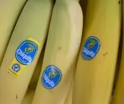 Chiquita Brands reinicia operaciones en Panamá tras huelga bananera de 2025