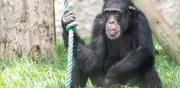 Debate sobre bienestar del chimpancé Yoko tras su traslado a santuario brasileño