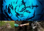 Delfines rosados del Amazonas revelan grave contaminación por mercurio y bacterias resistentes