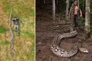 Descubren en Indonesia la serpiente silvestre más larga del mundo, un récord certificado