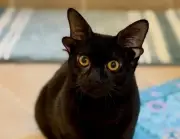 Dobby, la gata con cuatro orejas que conquista las redes con su singularidad y dulzura