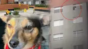 Dueño de perro lanzado desde piso 25 en Bogotá rompe silencio y señala a arrendatario