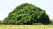 El Gaucho Guacarí: El árbol más extenso de Colombia y su singular crecimiento